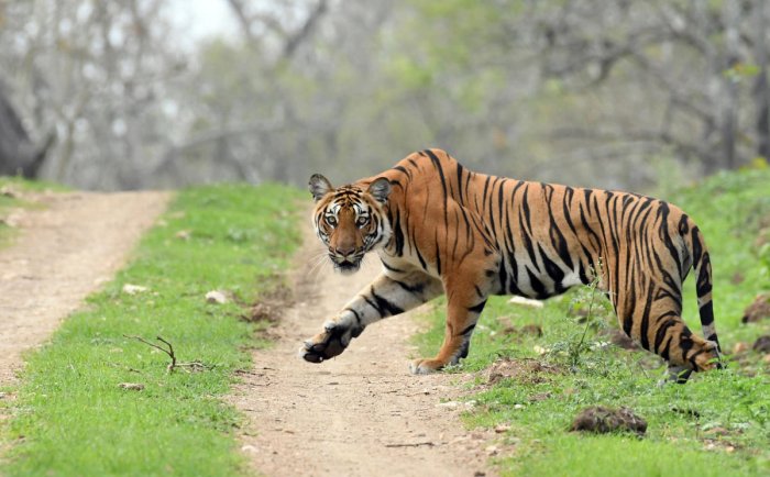 Mudumalai Tiger Reserve